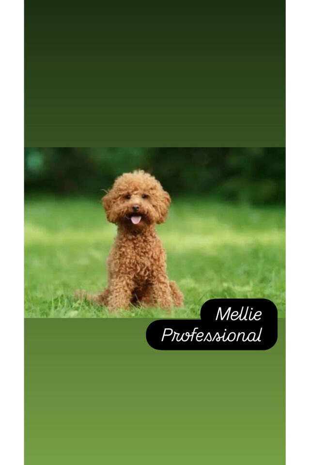 Anti-Bakteriyel Tüy Açıcı Köpek Parfümü 175 ml